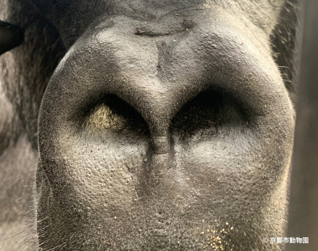 京都市動物園のゴリラの鼻