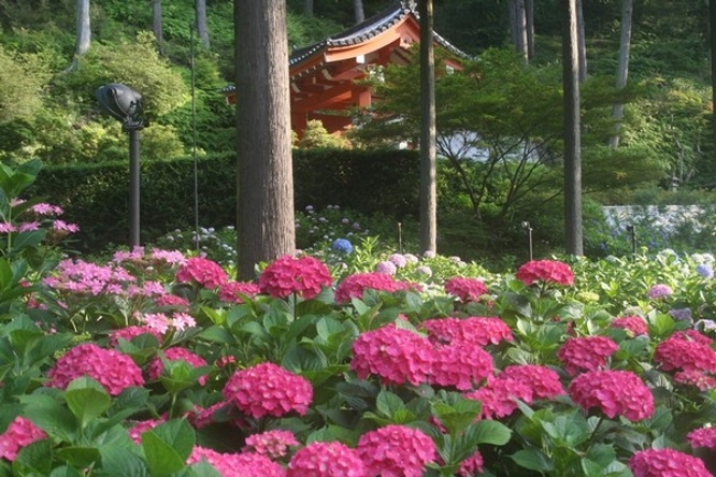 三室戸寺の紫陽花園