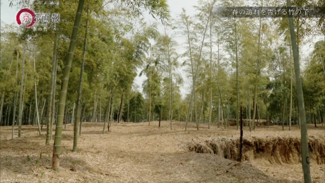『上田農園』の竹林