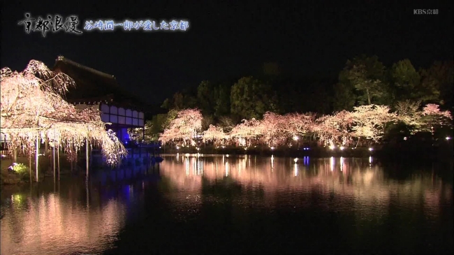 平安神宮の夜桜