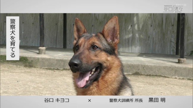 『京洛警察犬訓練所』訓練の様子