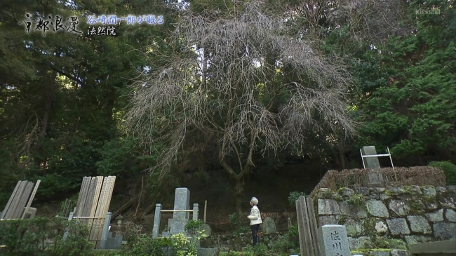谷崎潤一郎の墓に植えられた枝垂れ桜