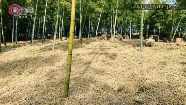 『上田農園』の竹林　秋の様子