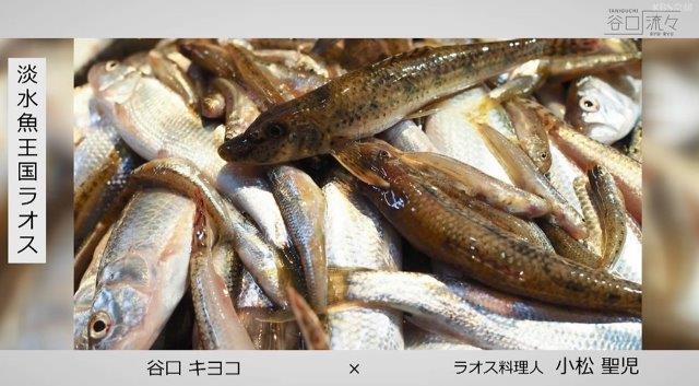 種類が混ざって売られている魚の様子。