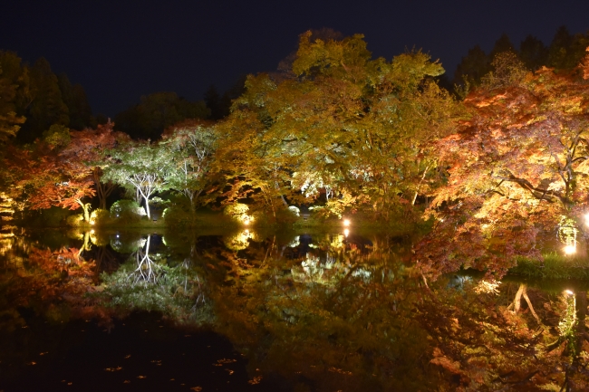 京都府立植物園のライトアップ