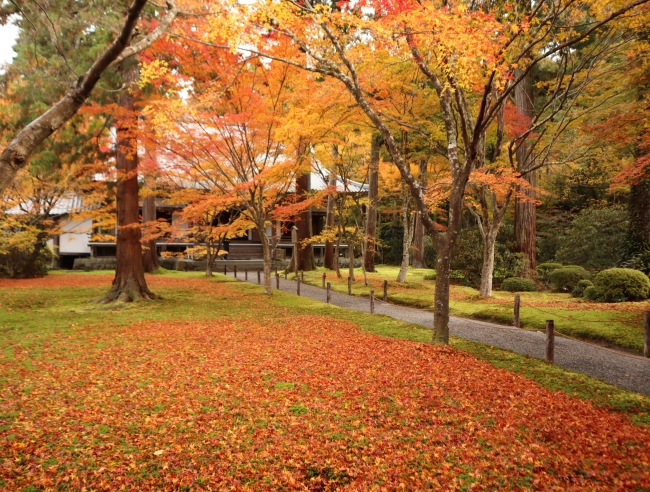 三千院の美しい紅葉