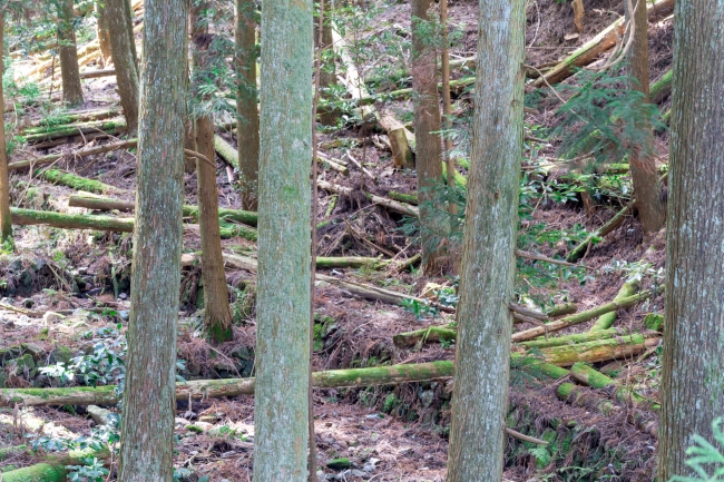 間伐された木が放置される杉山
