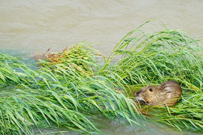 水生植物を食べるヌートリア