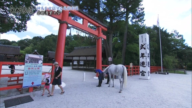 上賀茂神社に出社する神馬が一礼するところ