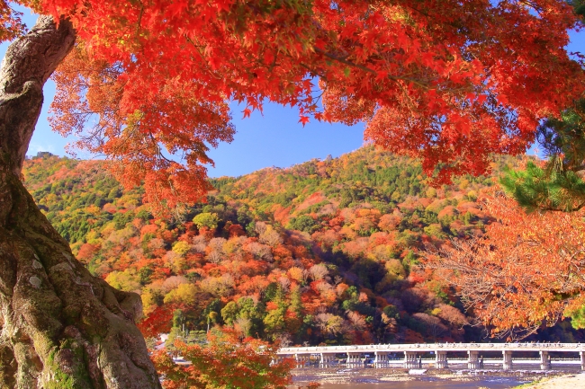 嵐山（京都市右京区）渡月橋周辺の紅葉