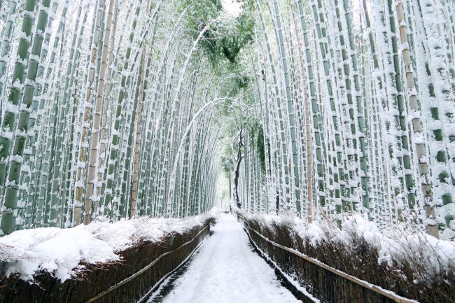 竹林の雪景色・京都 嵐山