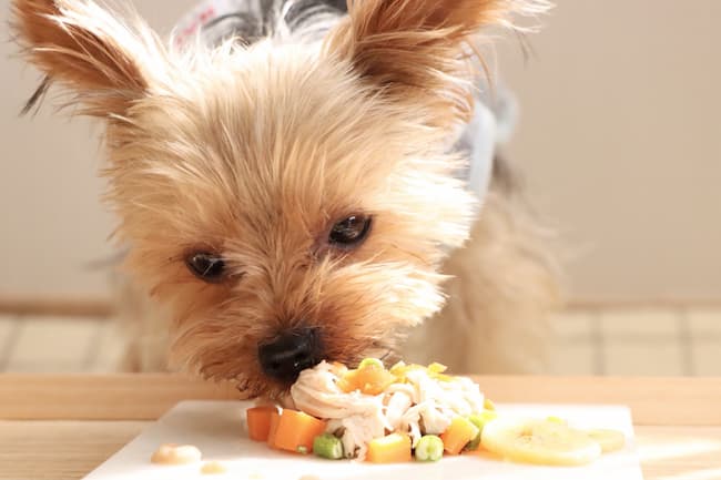 犬_ごはん食べてるシーン