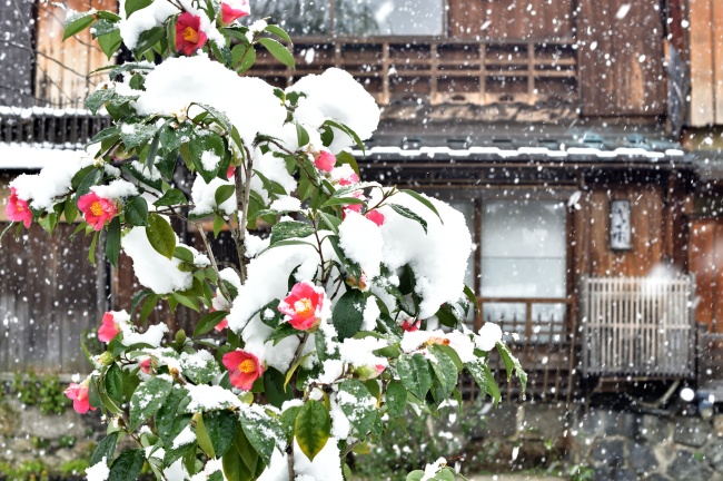 京都　祇園白川の雪景色