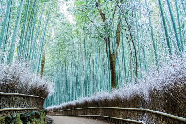 竹林の雪景色ー嵐山