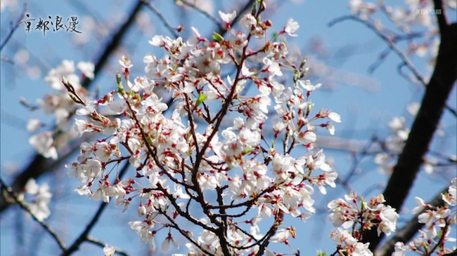 淡墨桜