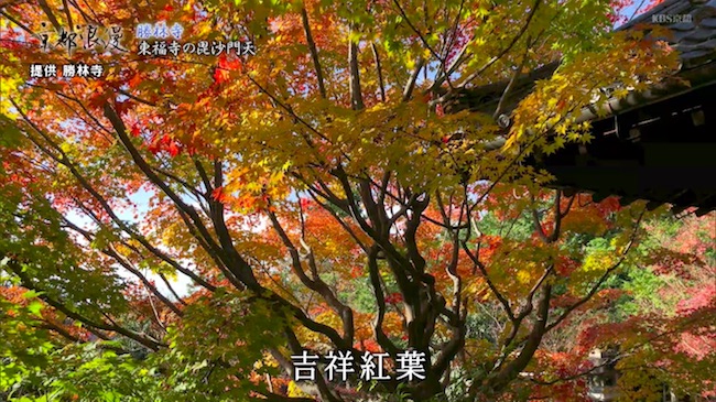 吉祥紅葉