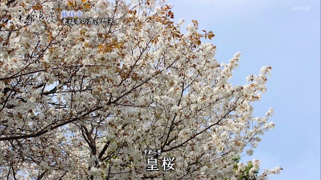 皇桜