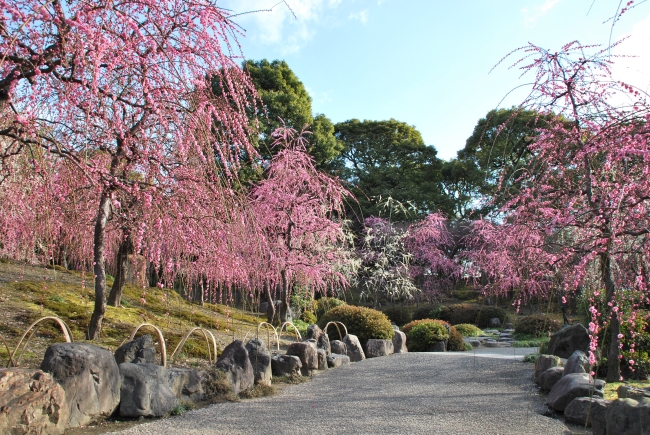 城南宮_しだれ梅 春の山