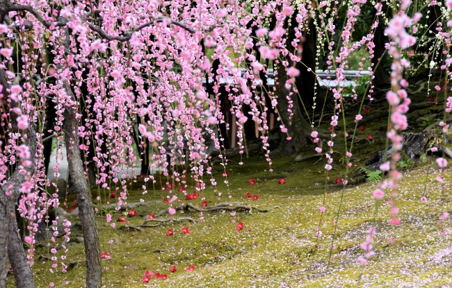 城南宮_しだれ梅 垣間見