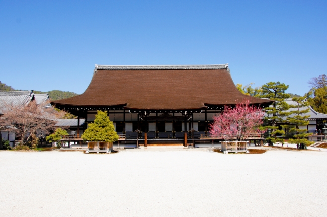 大覚寺_お堂エリア　左近の梅(宸殿)