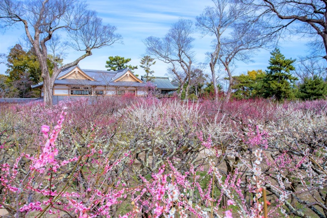 北野天満宮_提供写真　展望所より花の庭を眺める