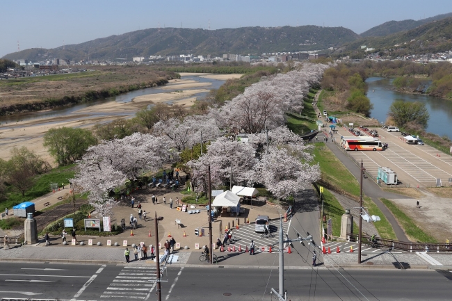 俯瞰で見た背割堤