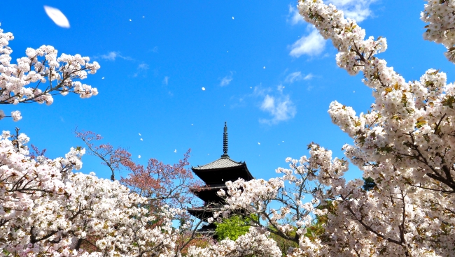 仁和寺の桜