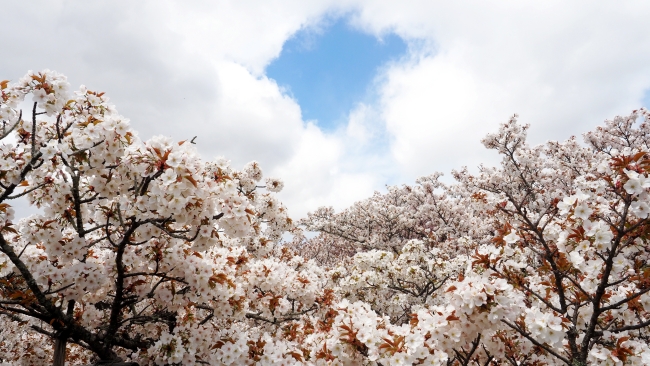 仁和寺の桜