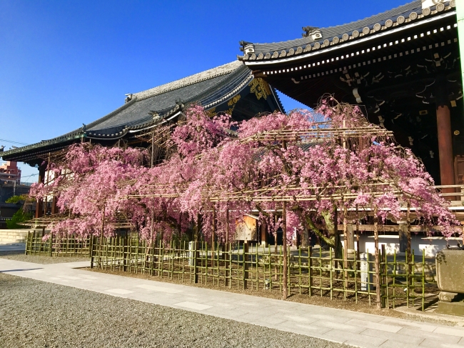 佛光寺の枝垂れ桜