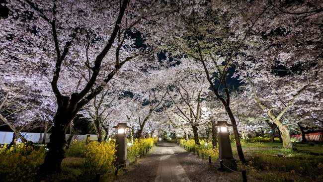 平野神社_夜桜