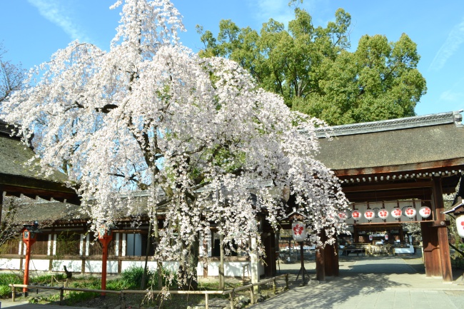 平野神社_桜