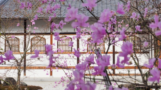 仁和寺の桜