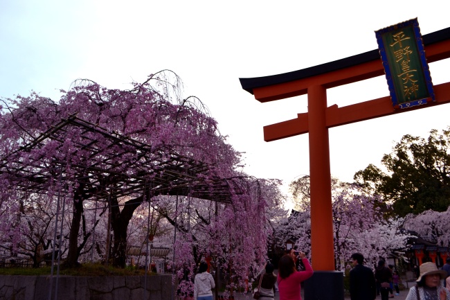 平野神社_桜