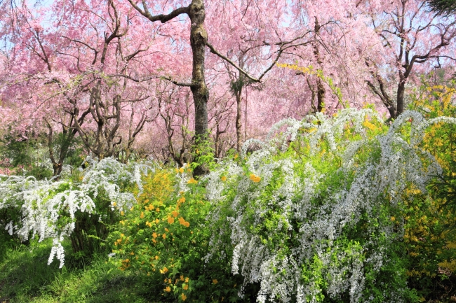 京都府 原谷苑の桜