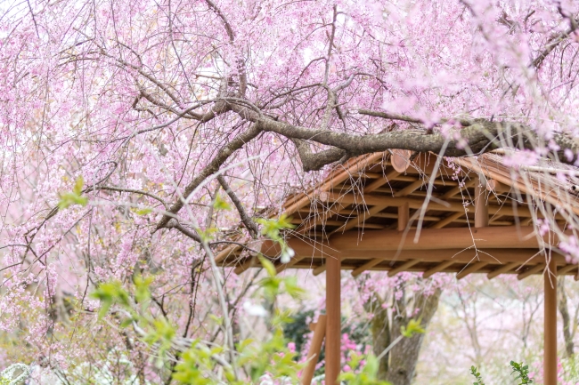 京都府 原谷苑の桜