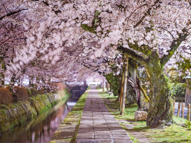 2024年最新！京都のローカル放送局社員が選んだ「桜の名所」6選