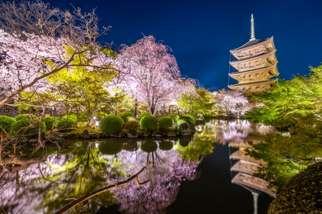 東寺の夜桜満開