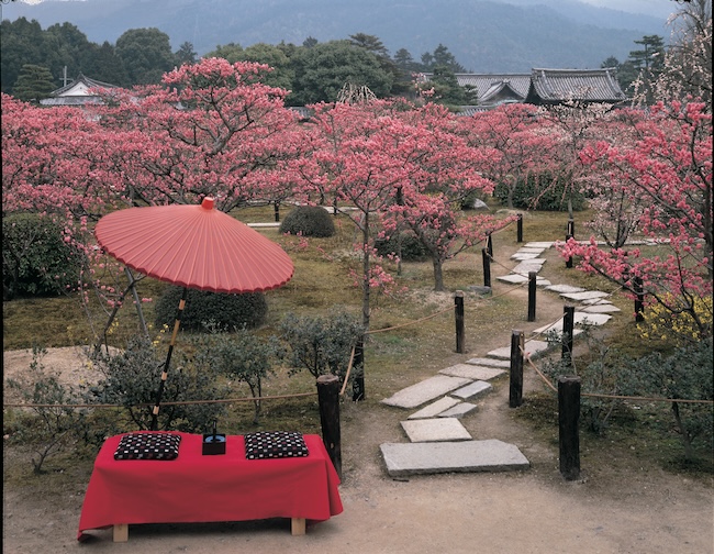 名勝・小野梅園の梅の花が咲き誇っている