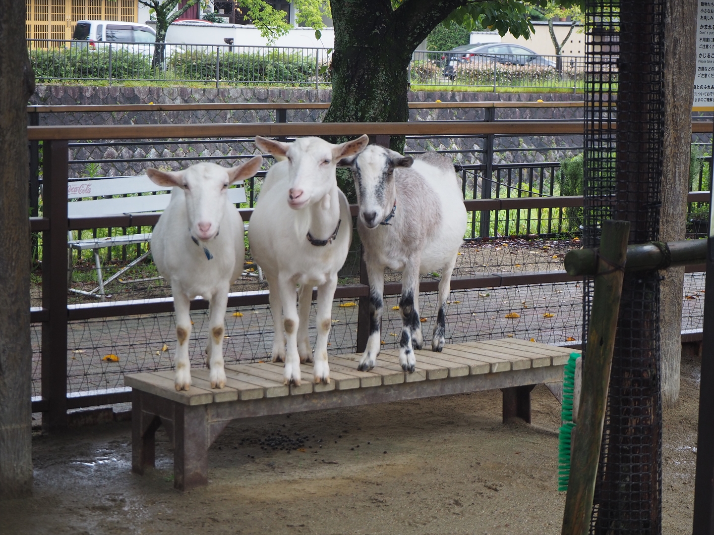 雨 コレクション の 動物園 本