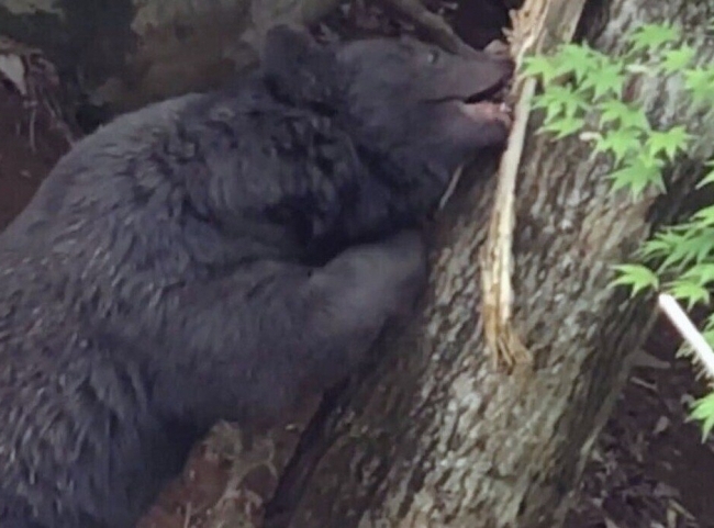 京都府内で目撃されたクマ