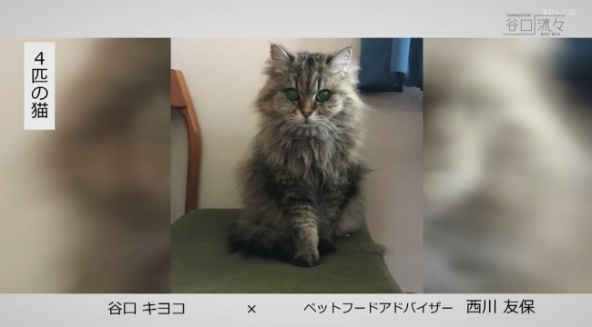 お迎えした猫