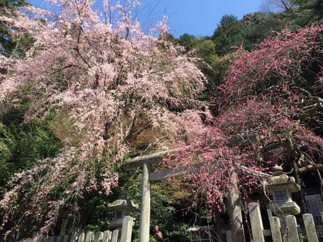 大豊神社の梅と桜