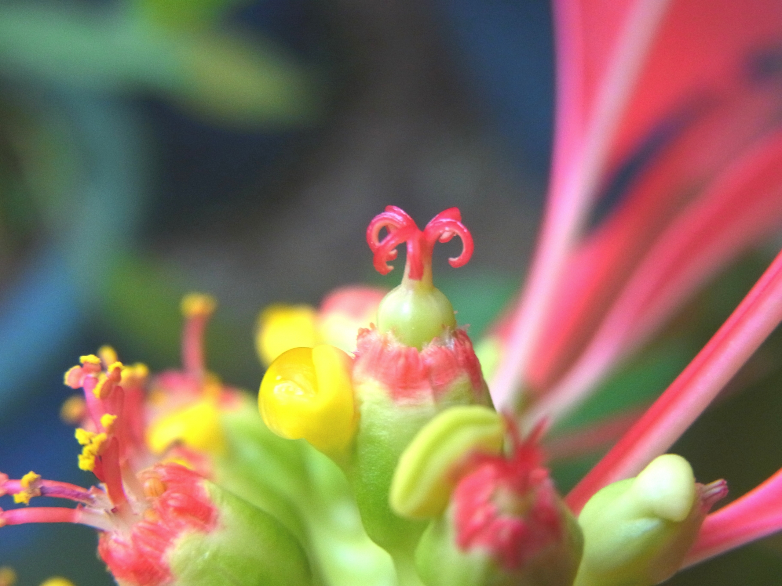 京都府立植物園 PLANTS WONDER WORLD冬の植物園【きょうとくらす