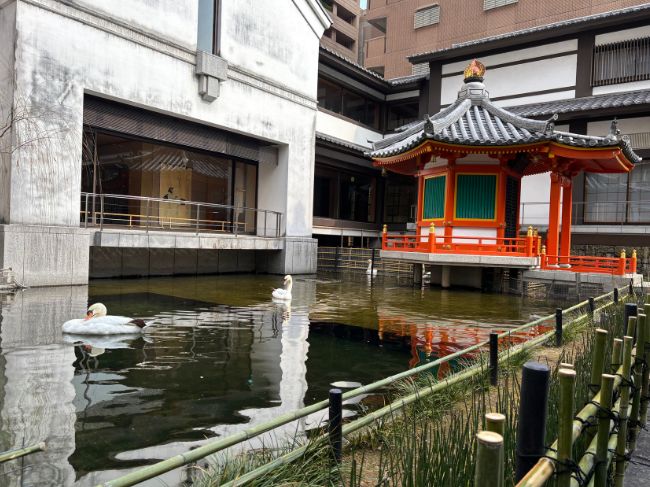 聖徳太子沐浴の古跡がある池で泳ぐ白鳥