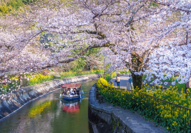 琵琶湖疎水春の景色