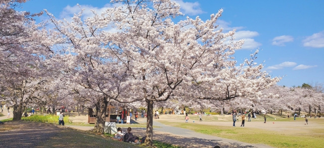 けいはんな記念公園_広場の桜