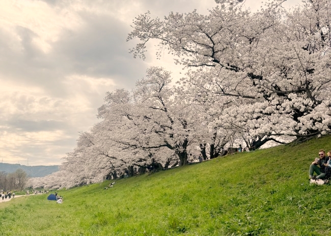 背割堤の桜並木