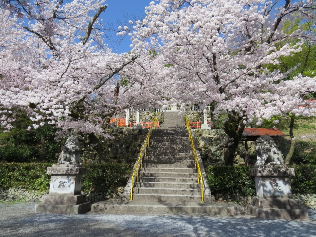 建勲神社の階段前に咲く桜