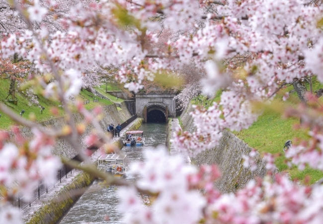 琵琶湖疎水春の景色