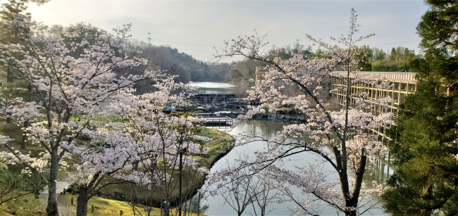 けいはんな記念公園_水景園　桜